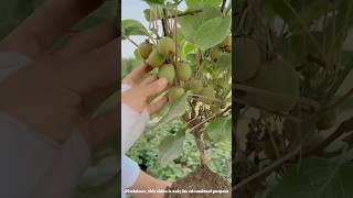 How is kb fruit cultivated  cultivation of kiwi fruit shorts farming [upl. by Elbas699]