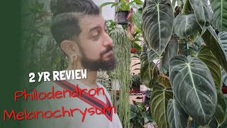 Philodendron Melanochrysum Review  2yrs with the Melanochrysum  Was it worth it [upl. by Analah621]