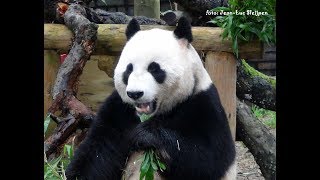 Ouwehands Dierenpark  Giant panda eating and pooping at the same time [upl. by Azyl]