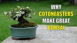 Why Cotoneasters Make Great Bonsai for Beginners [upl. by Nakhsa469]