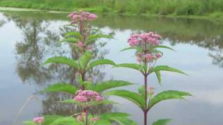 Flower Gardening Tips  How to Grow JoePye Weed Eupatorium [upl. by Cyler798]