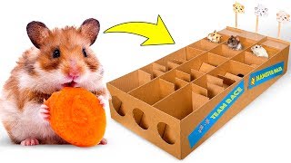 New Hamster Race From Cardboard For Three Cute Hamsters 🐹🥇 [upl. by Philippine]