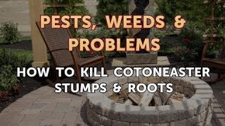 How to Kill Cotoneaster Stumps amp Roots [upl. by Tol699]