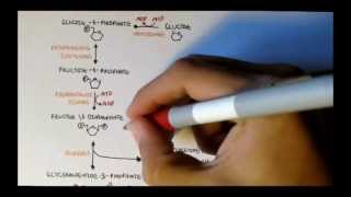 Human Metabolism Map II  Gluconeogenesis amp Glycogenesis [upl. by Derdle816]