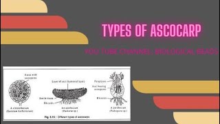 Types of Ascocarp  Fruiting Bodies in Ascomycota [upl. by Omixam]