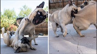 Funny and Cute Pug Videos That Will Change Your Mood For Good [upl. by Burgwell]