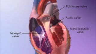 The Heart Valves with Heart amp Circulatory Premium 2 [upl. by Leoine]