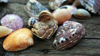 Did You Know Incredible Abalone Facts [upl. by Refannej]