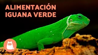 La alimentación de la iguana verde  IGUANA VERDE cuidados [upl. by Nagem]