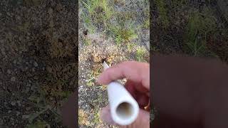 Nostoop planting of hibiscus seeds with halfinch PVC pipe [upl. by Ballman869]