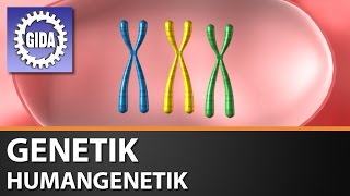 Trailer  Genetik  Humangenetik  Biologie  Schulfilm [upl. by Marrin890]