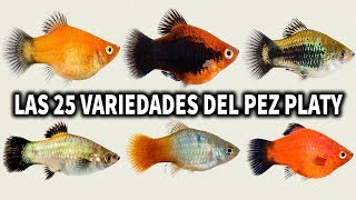 LAS 25 VARIEDADES DEL PEZ PLATY POR COLOR  AcuariosLP [upl. by Onaicul563]