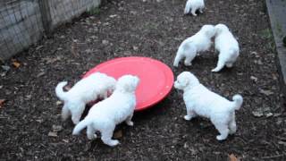 Kuvasz Welpen auf der Balance [upl. by Rebeka928]