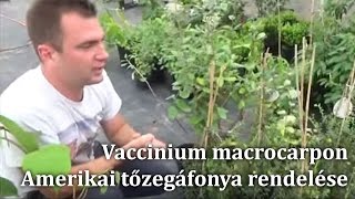 Vaccinium macrocarpon  Amerikai tőzegáfonya rendelése [upl. by Hairim]