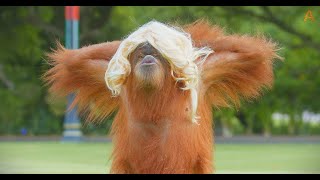 Animalia  The Orangutans wear hair [upl. by Thorner808]