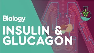 Insulin and Glucagon  Physiology  Biology  FuseSchool [upl. by Calla209]