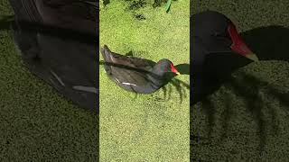 This Lone Moorhen  Inverleith Park Edinburgh trending edinburgh video [upl. by Mehta]