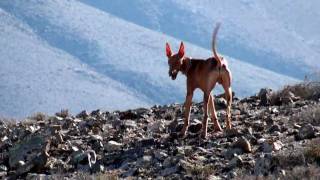 Grupo de Podencos cazan un conejo en Fuerteventura tras perseguirlo [upl. by Sedicla]