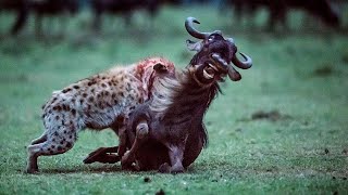 Top 5 Wildebeest Eaten Alive Moments of Hyenas [upl. by Attenaj]