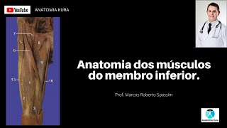 Anatomia dos músculos do membro inferior [upl. by Mulford343]