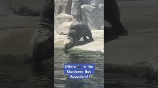 Monterey Bay Aquarium Sea Otters shorts otter otters seaotter seaotters [upl. by Odele743]