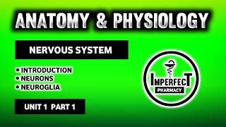 Nervous System  Neurons  Neuroglia  Types Of Neurons  Human Anatomy And Physiology  ll [upl. by Marx]