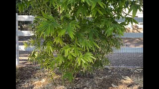 Clumping Bamboo as a Privacy Hedge  15 Year Old Bamboos Tour [upl. by Milburr]