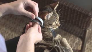 How to Use Seresto for Cats  HD [upl. by Ad]