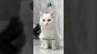 Что это за существо 🙀 кот кошка котики животные питомцы ужасы ужастик страшно [upl. by Claus]