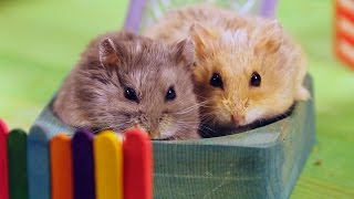 Two Hamsters in a Tiny Playground [upl. by Madelin]