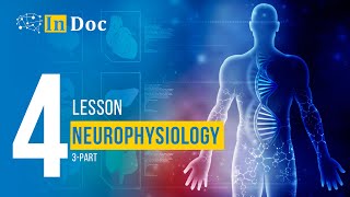 4lesson Neurophysiology 3part [upl. by Anitirhc987]