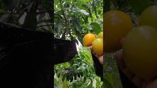 അബിയു പഴം Abiu fruit harvesting fruiting tropicalfruit harvest garden fruitharvesting kerala [upl. by Euqinue]