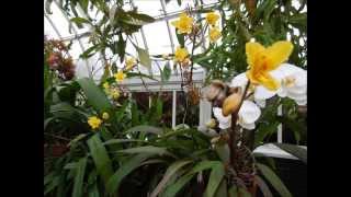 2015 Orchid Show at NYBG II Common Names of Orchids [upl. by Kara]