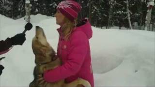 Omnistar  DeeDee Jonrowes Lead Dog for Iditarod 2012 [upl. by Schiff]