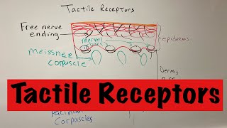 Tactile Receptors [upl. by Lehcin]