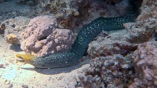 Egipt Dahab nightdiving redsea lighthouse nurkowanie nocne [upl. by Lorant287]