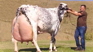 Top 4 World’s highest milking cows  Hf cow girolando cow  jersey cow gir cow  full documentary [upl. by Nnylhtak]