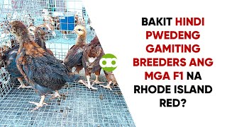 Bakit Hindi Pwedeng Gamiting Breeders ang mga F1 na Rhode Island Red [upl. by Arndt583]