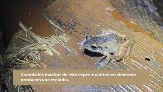 Coquí Melodioso Eleutherodactylus wightmanae  Aprendiendo sobre los Coquíes de Puerto Rico [upl. by Eenalem547]