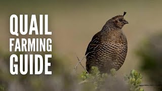 Quail Farming 101 A Guide on Raising Quails [upl. by Adnohsar281]