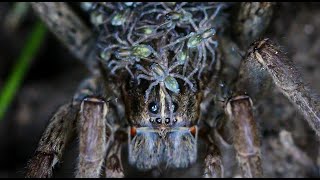 Wolf Spider With Spiderlings [upl. by Anicul]