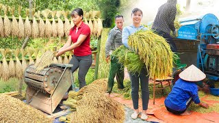 Harvesting Rice With Villagers  The Autumn Rice Crop is Heavy With Grain  Tiểu Vân Daily Life [upl. by Range]