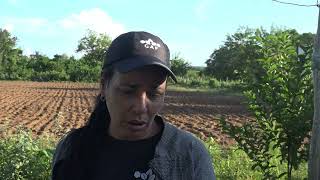 La producción de alimentos objetivo fundamental de las fincas agroforestales en Sandino [upl. by Etterb]