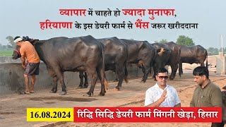 व्यापार में चाहिए मुनाफा तो भैंस यहां से खरीदना  RIDHI SIDHI DAIRY FARM MINGNI KHERA HISAR [upl. by Cote]