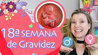 18ª SEMANA DE GESTAÇÃO  Como Sentir Bebê Mexer Tamanho do Feto e Barriga 2º TRIMESTRE DE GRAVIDEZ [upl. by Gasser]