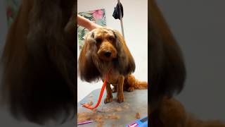 💥 Ears of Love ❤️ Gorgeous Doxiepoo Makeover 🐶 [upl. by Akim]