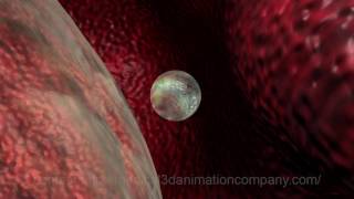 egg release ovulation anatomy ovary fallopian tube 3d medical animation company studio 3d visualizat [upl. by Aynna265]