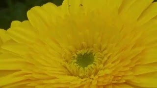 Dacnusa sibirica and Diglyphus isaea on Yellow Gerbera jamesonii [upl. by Lengel]