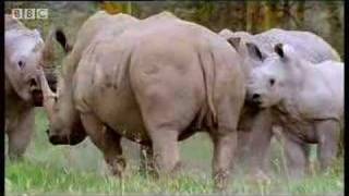 Rhinos look for love animal mating rituals in the African jungle  BBC wildlife [upl. by Anallij]