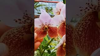 Beautiful Vanda Sanderiana orchidsWaling  Waling flowerorchids vandaorchid [upl. by Kendrick]